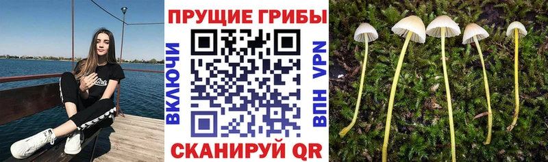 Псилоцибиновые грибы Cubensis  Чадан 
